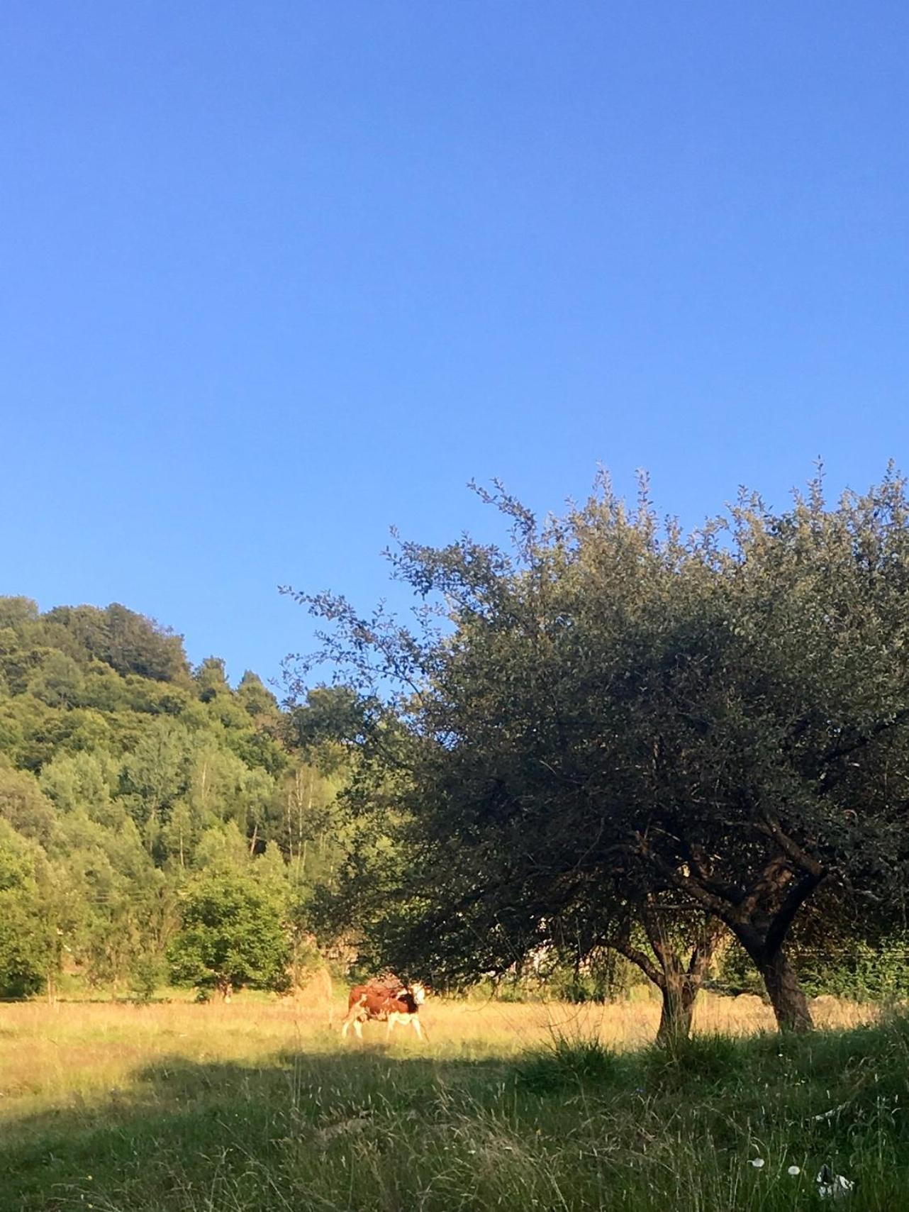 Cabana Baraj Apuseni Mountains Mihoesti エクステリア 写真